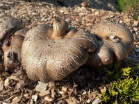 Riesenträuschling-Pilzbrut BIO 1 Liter