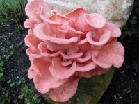 Rosenseitling Pilzzuchtkultur XXL, BIO