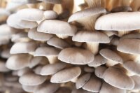 Austernpilz-Pilzbrut BIO 1 Liter