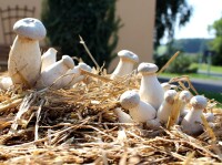 Kräuterseitling-Pilzbrut BIO 1 Liter