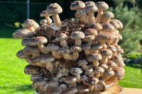 Bio Shiitake Pilzzuchtkultur Kraftpaket -NEUHEIT-