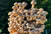 Bio Shiitake Pilzzuchtkultur Kraftpaket -NEUHEIT-