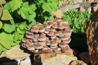 Bio Shiitake Pilzzuchtkultur Kraftpaket -NEUHEIT-