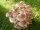 Bio Shiitake Pilzzuchtkultur Kraftpaket -NEUHEIT-