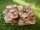 Bio Shiitake Pilzzuchtkultur Kraftpaket -NEUHEIT-