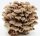 Bio Shiitake Pilzzuchtkultur Kraftpaket -NEUHEIT-