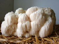 Pom Pom Pilzzuchtkultur XXL, BIO