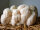 Pom Pom Pilzzuchtkultur XXL, BIO