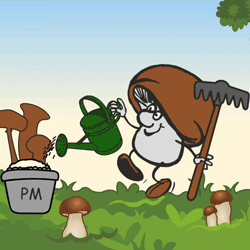 Bio Champignon-Pilzzuchtset Normalpackung 5 kg