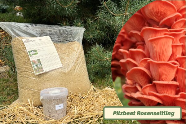 Rosenseitling-Bio-Pilzbeet