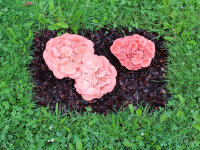 Rosenseitling-Bio-Pilzbeet