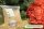 Rosenseitling-Bio-Pilzbeet