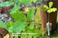 Eichen-Burgunder-Trüffelbäumchen
