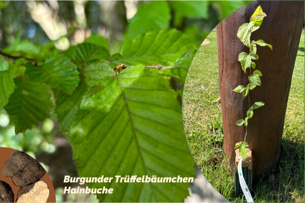 Hainbuche-Burgunder-Trüffelbäumchen