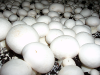 Bio-Champignon-Pilzzucht-Set, 2 Boxen im Set, braun + weiß